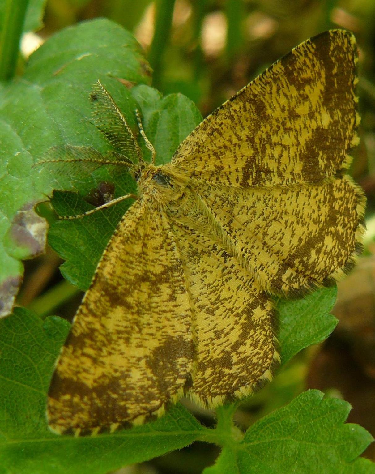 farfalle identificazione